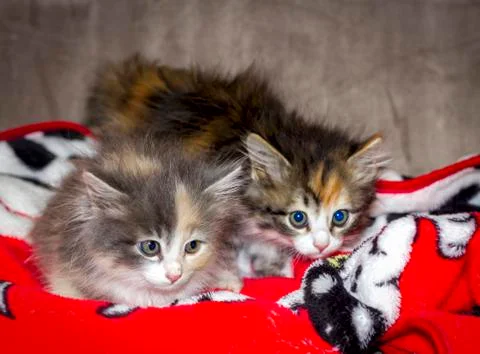 Two small multi-colored fluffy kittens sit side by side Stock Photos