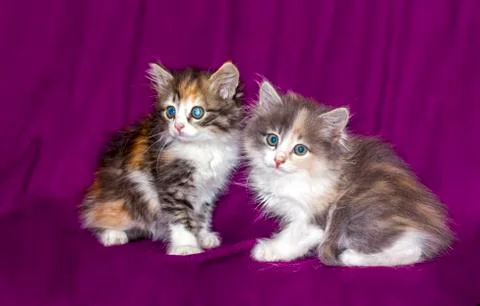 Two small multi-colored fluffy kittens Stock Photos