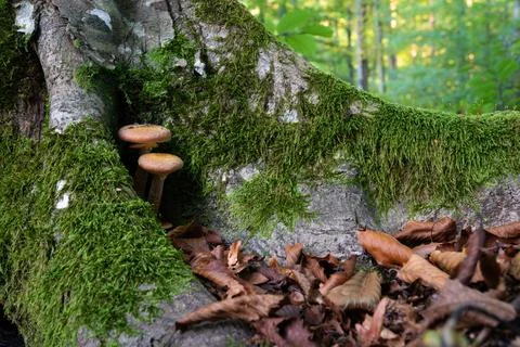 Two small mushrooms between tree roots Stock Photos