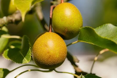Two Small Nashi Pears Stock Photos