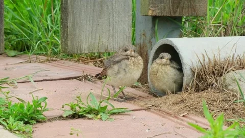Two small nestlings of the Northern wheatear communicate with each other Stock Footage 311301420