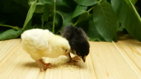 Two a small newborn chick walks on a wooden table and pecks grain. Close-up. Stock Footage 160132806