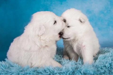 Two small one month old cute white Samoyed puppies dogs 스톡 사진
