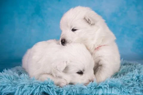 Two small one month old cute white Samoyed puppies dogs Foto stock