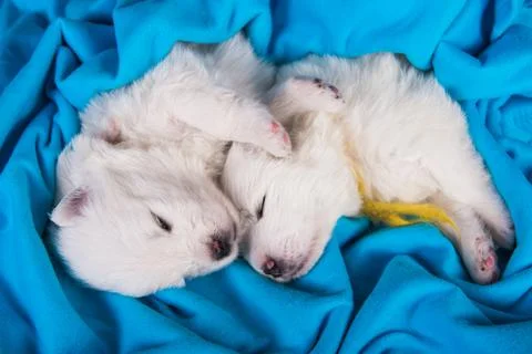 Two small one month old cute white Samoyed puppies dogs Stock Photos