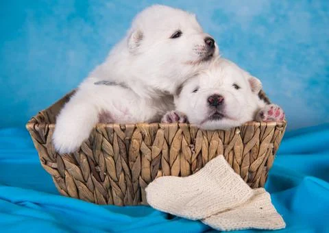 Two small one month old cute white Samoyed puppies dogs Fotos Stock