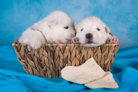 Two small one month old cute white Samoyed puppies dogs Foto stock