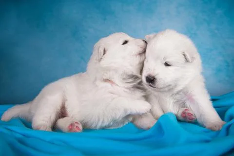 Two small one month old cute white Samoyed puppies dogs Foto stock