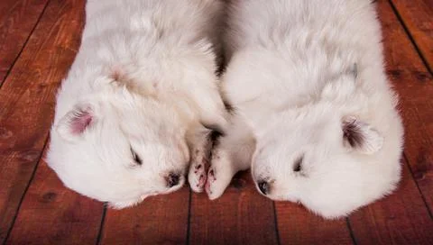 Two small one month old cute white Samoyed puppies dogs Stock Photos