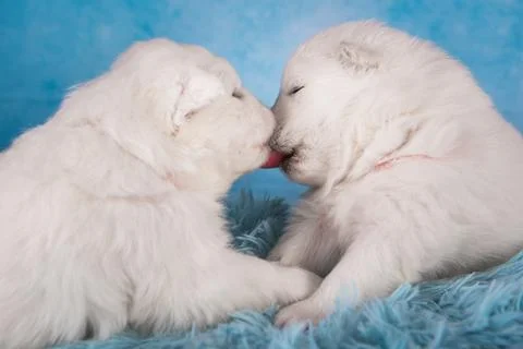 Two small one month old cute white Samoyed puppies dogs Foto stock