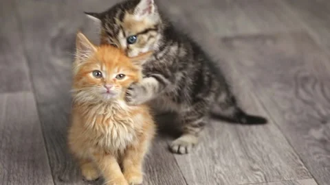 Two small orange and brown funny kittens are sitting on the floor Stock-Footage 203795449