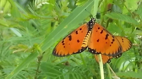 Two small orange butterfly on the grass Stock Footage 122555941