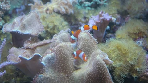 Two small orange fish swim on coral reefs. 動画素材 269260721