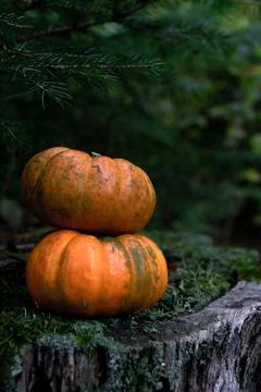 Two small orange pumpkins stand on top of each other on a stump Stock Photos