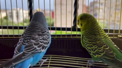 Two small parrots inside a small cage Stock Footage 197695355