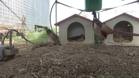 Two small Pheasants observing in their cages Видео 59102955