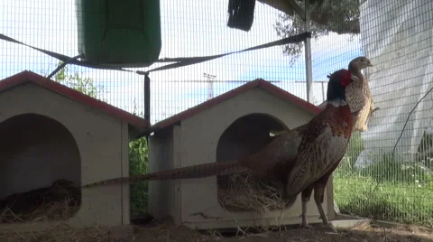 Two small Pheasants observing in their cages Stock Footage 59103031