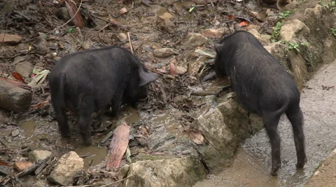 Two small pigs eating 스톡 동영상 42114081