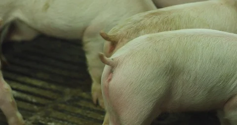 Two small pigs waving tails Stock Footage 99139360