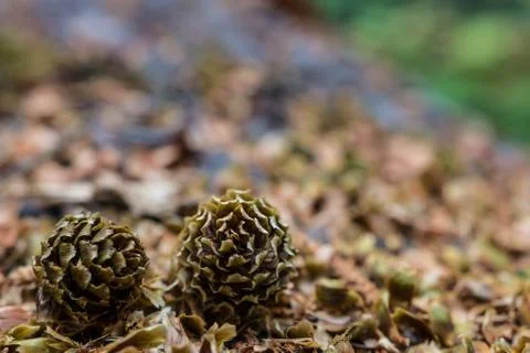 Two small pine cones on a fallen log Stock Photos