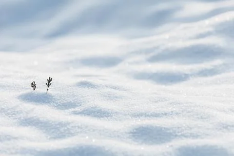Two small pine sprouts on a winter field Stock Photos