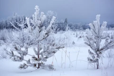Two small pine trees in the snow Stock Photos