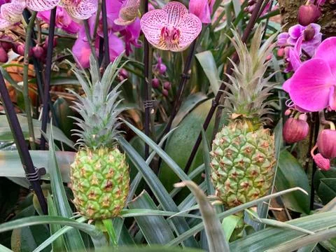 Two small pineapples against a background of pink orchids. Stock Photos