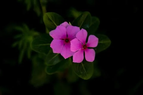Two small pinks flowers Stock Photos