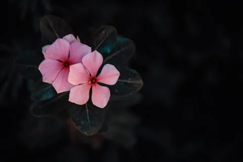 Two small pinks flowers Stock Photos