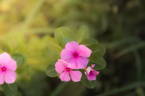 Two small pinks flowers Stock Photos