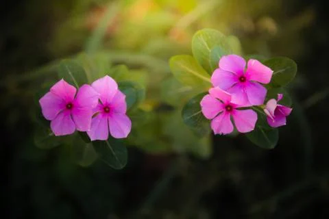 Two small pinks flowers Stock Photos