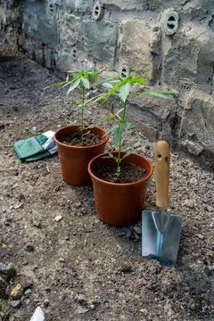 Two small plants in pots are sitting on the ground next to a shovel Stock Photos