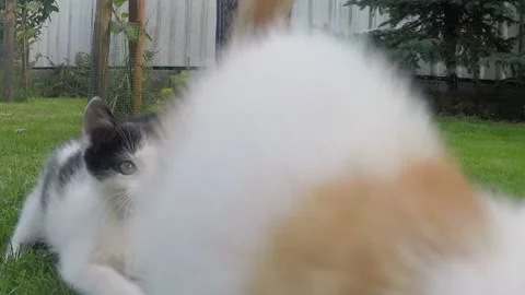 Two small playful house kitten playing in garden, in the grass Stock Footage 149292157