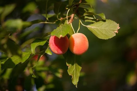 Two small plums hanging Stock Photos