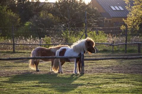 Two small ponies standing in a paddock behind a wooden fence at sunset Stock Photos