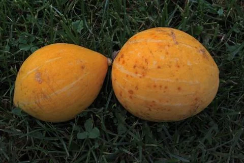 Two small pumpkins in the shade of the grass Stock-Fotos