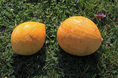 Two small pumpkins in the sun in the grass. Selective focus Stock Photos
