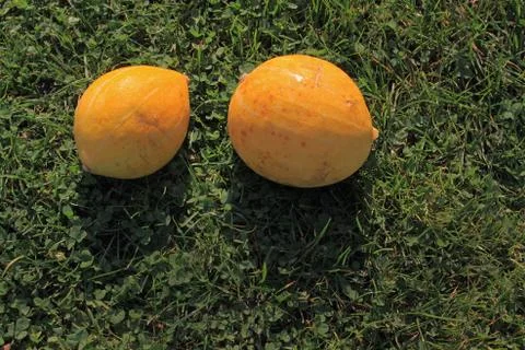 Two small pumpkins in the sun in the grass. Large space for writing Stock Photos