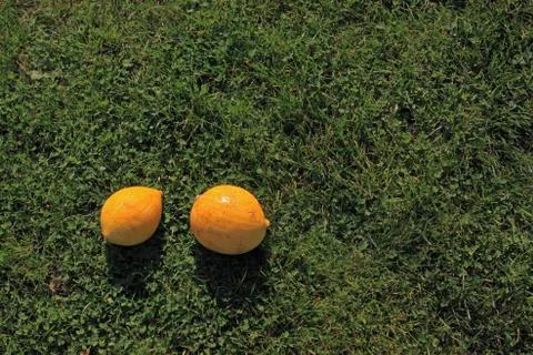 Two small pumpkins in the sun in the grass. Large space for writing Stock Photos