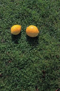 Two small pumpkins in the sun in the grass. Large space for writing Stock Photos