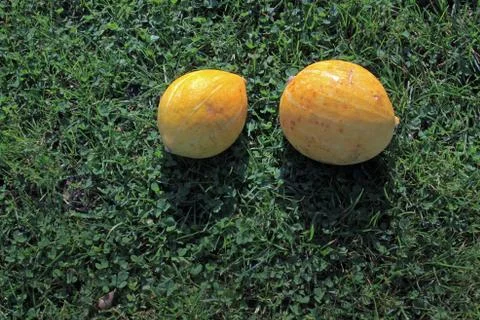 Two small pumpkins in the sun in the grass. Large space for writing Stock Photos