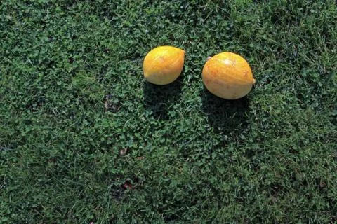 Two small pumpkins in the sun in the grass. Large space for writing Stock Photos