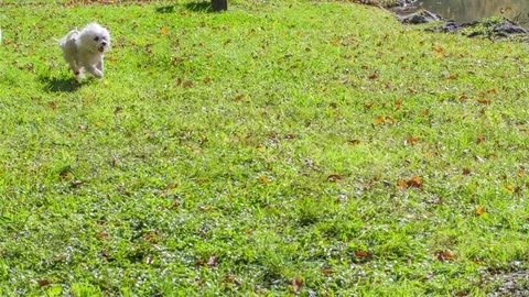 Two small puppies are running after each other Stock Footage 83774765