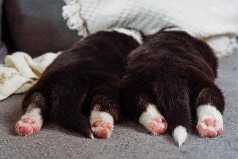Two small puppies with fluffy backs are lying on gray surface, on their tum.. Stock Photos