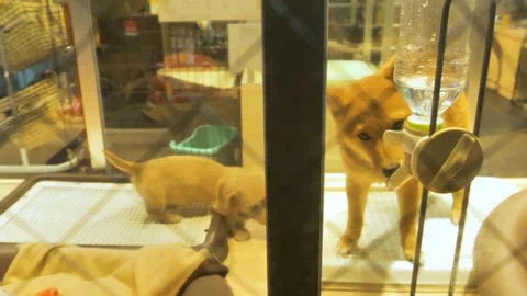 Two small puppies inside their cages in Tokyo Japan Stock Footage 121415386