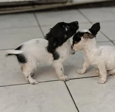 Two small puppies mongrels interacting on a tiled floor in a dog shelter. Stock Photos