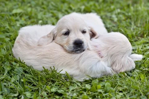 Two small puppy Stock Photos