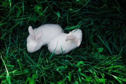 Two small rabbits against a background of juicy green grass, top view. Stock Photos