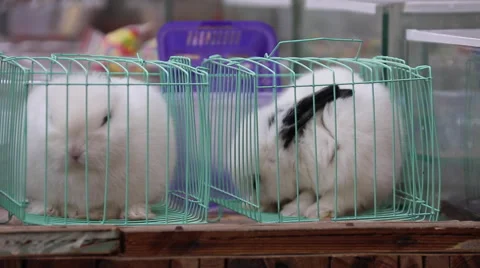 Two small rabbits are displayed in cages on sale Stock Footage 44837070