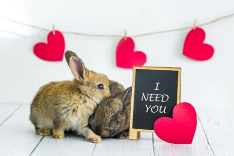 Two small rabbits hugging each other. Postcard with an animal on Valentine's Day Stock Photos